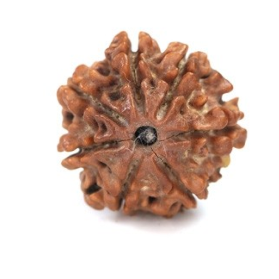 Seven Mukhi Rudraksha 12.15 carat