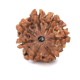 Seven Mukhi Rudraksha 12.15 carat