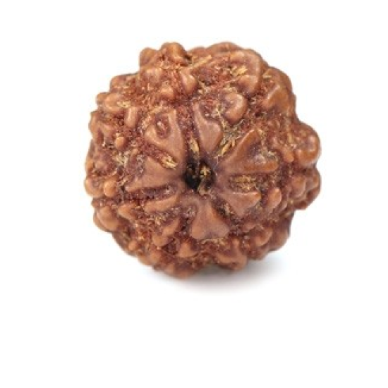 Seven Mukhi Rudraksha 12.40 carat