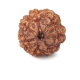 Seven Mukhi Rudraksha 12.40 carat