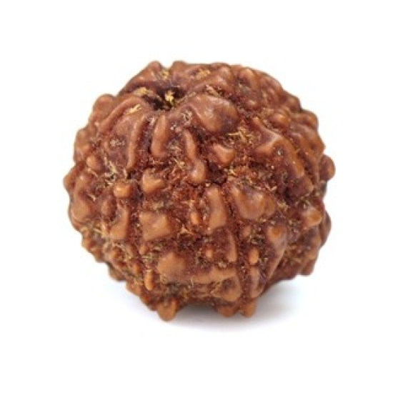 Seven Mukhi Rudraksha 12.40 carat