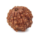 Seven Mukhi Rudraksha 12.40 carat