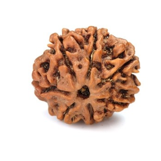 Seven Mukhi Rudraksha 13.30 carat