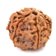 Seven Mukhi Rudraksha 13.30 carat