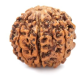 Seven Mukhi Rudraksha 11.70 carat