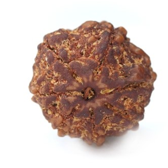 Seven Mukhi Rudraksha 11.96 carat