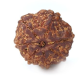 Seven Mukhi Rudraksha 11.96 carat