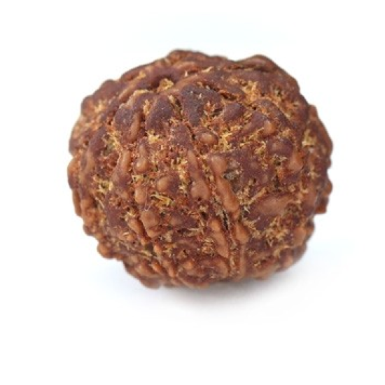 Seven Mukhi Rudraksha 11.96 carat