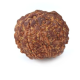 Seven Mukhi Rudraksha 11.96 carat