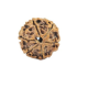 Natural Nepali 6 Mukhi Rudraksha