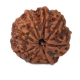 Natural 8 Mukhi Rudraksha