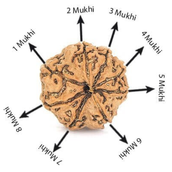 Natural 8 Mukhi Rudraksha