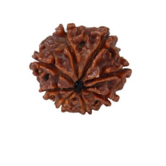 Natural 8 Mukhi Rudraksha