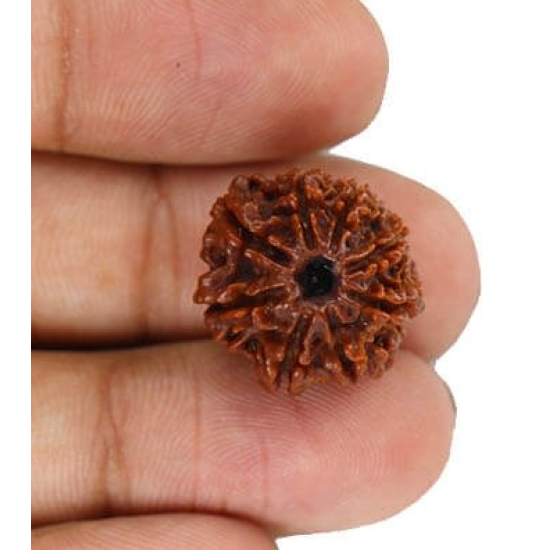 Natural 8 Mukhi Rudraksha