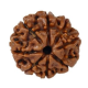 Natural 8 Mukhi Rudraksha