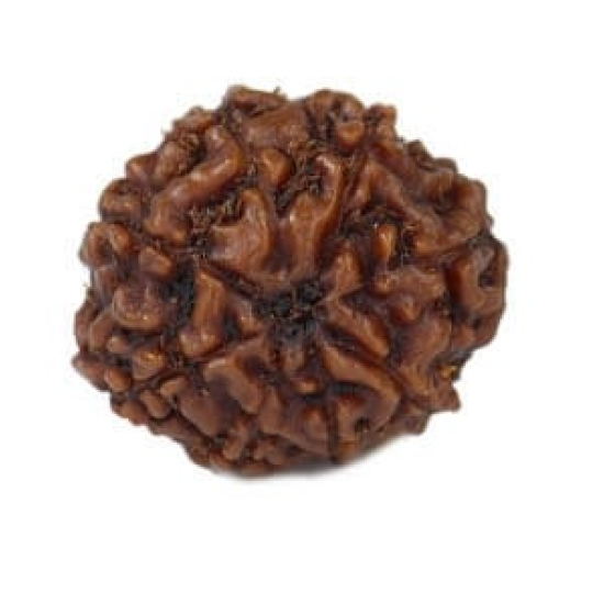 Natural 8 Mukhi Rudraksha