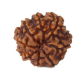 Natural 8 Mukhi Rudraksha