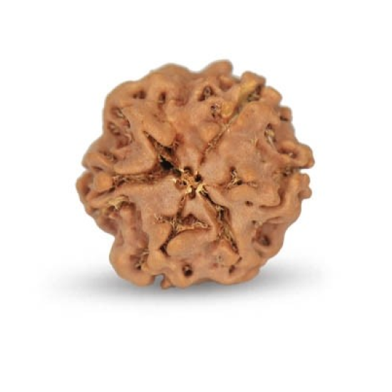 1 Mukhi Under Developed Rudraksha 17 MM