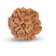 1 Mukhi Under Developed Rudraksha 17 MM