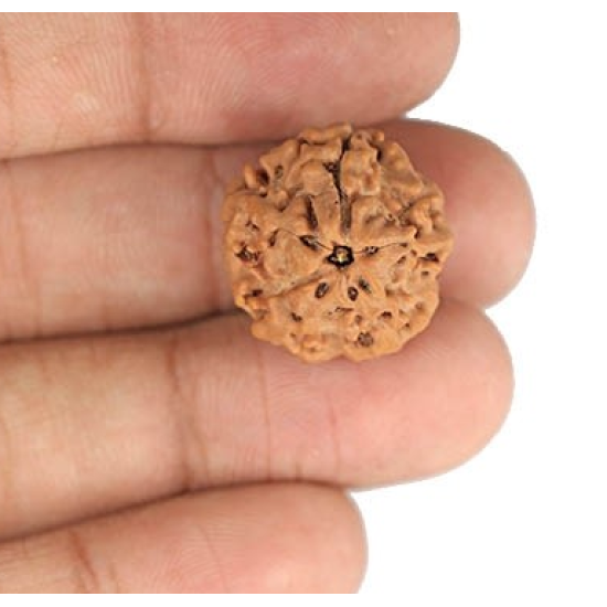 1 Mukhi Under Developed Rudraksha 18 MM