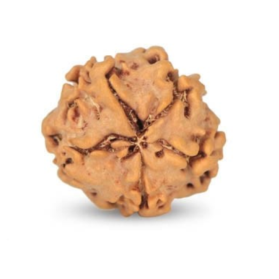 1 Mukhi Under Developed Rudraksha 18 MM