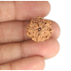 1 Mukhi Under Developed Rudraksha 18 MM