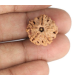 1 Mukhi Under Developed Rudraksha 18 MM