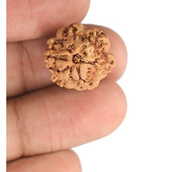 1 Mukhi Under Developed Rudraksha 17 MM