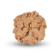 1 Mukhi Under Developed Rudraksha 16 MM