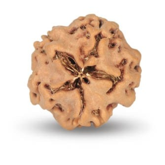 1 Mukhi Under Developed Rudraksha 17 MM