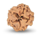 1 Mukhi Under Developed Rudraksha 17 MM