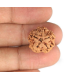 1 Mukhi Under Developed Rudraksha 17 MM