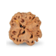 1 Mukhi Under Developed Rudraksha 16 MM