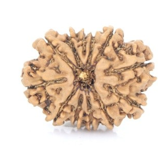 Natural Nepali 12 Mukhi Rudraksha