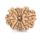 Natural Nepali 12 Mukhi Rudraksha