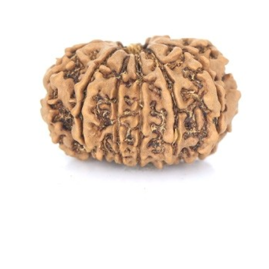 Natural Nepali 12 Mukhi Rudraksha