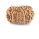 Natural Nepali 12 Mukhi Rudraksha