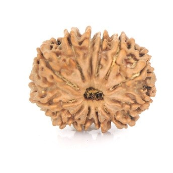 Natural Nepali 12 Mukhi Rudraksha