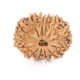 Natural Nepali 12 Mukhi Rudraksha