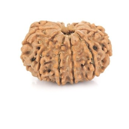 Natural Nepali 12 Mukhi Rudraksha