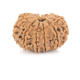 Natural Nepali 12 Mukhi Rudraksha