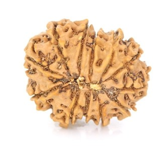 Natural Nepali 12 Mukhi Rudraksha