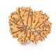 Natural Nepali 12 Mukhi Rudraksha