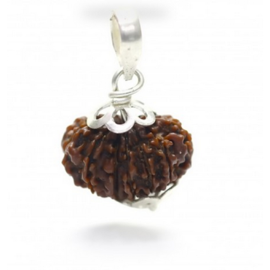 Natural Nepali 13 Mukhi Rudraksha