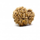 Natural Nepali 13 Mukhi Rudraksha