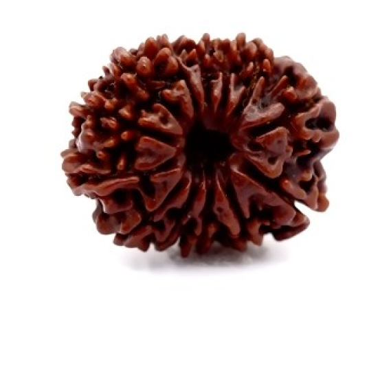 Natural Nepali 13 Mukhi Rudraksha