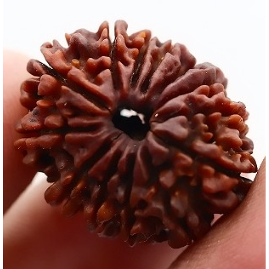 Natural Nepali 13 Mukhi Rudraksha