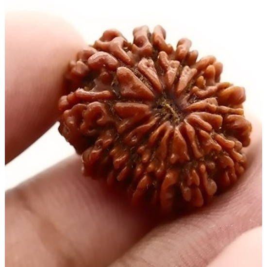 Natural Nepali 13 Mukhi Rudraksha