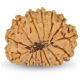 14 Mukhi Rudraksha 21 mm