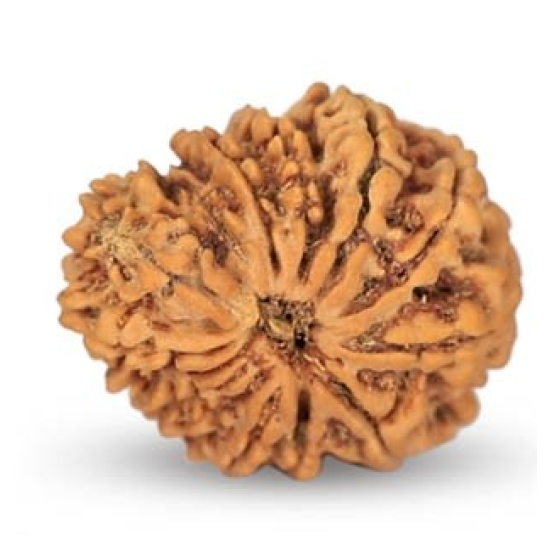 14 Mukhi Rudraksha 26 mm